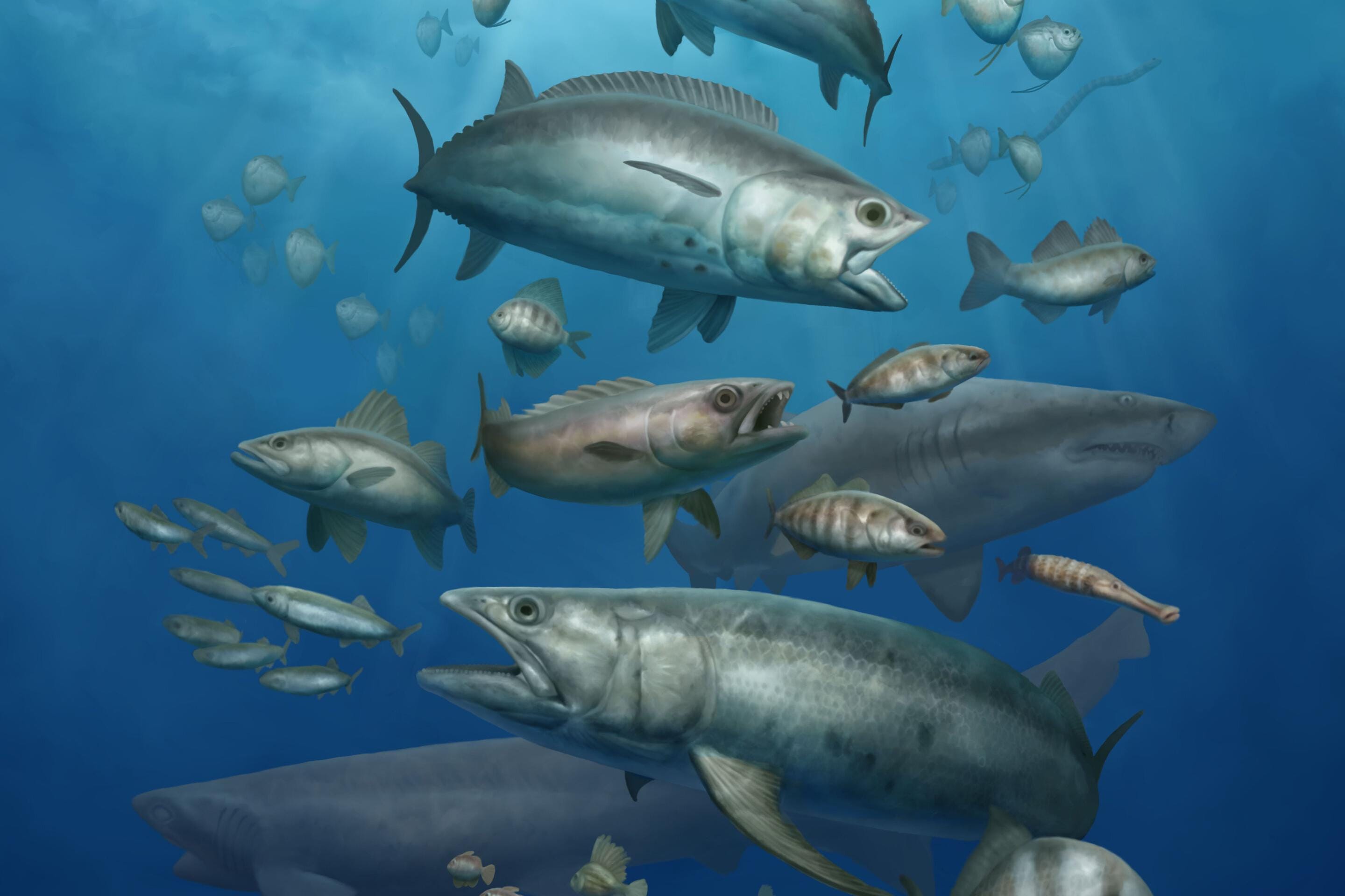 В Египте нашли окаменелости, показывающие, что современные морские рыбы развились сразу после вымирания динозавров